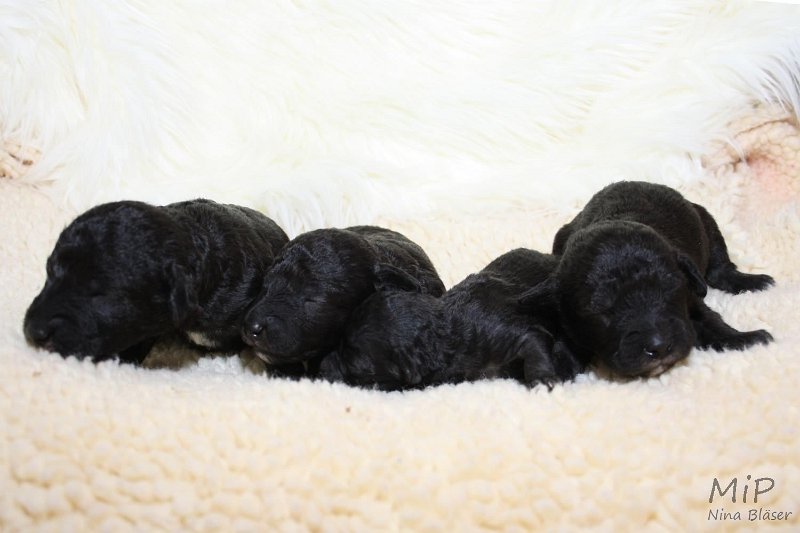 2011-05-07 Puppies Candy & Svet (30).jpg